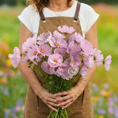 Cupcakes Blush, Cosmo Seeds - Packet image number null